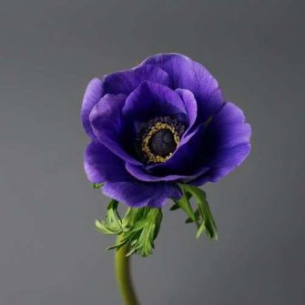 Гарний букет