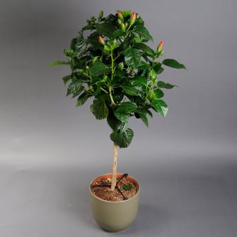 Гібіскус 100 см