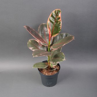 Фикус Регидан