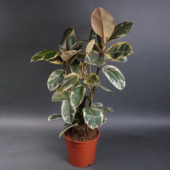 Фікус El Tineke