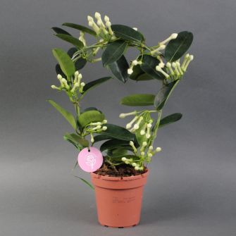 Стефанотис Stephanotis d12h45