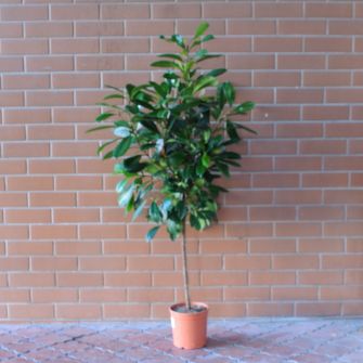 Ficus Cyathistipula