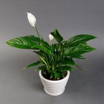 Спатифіллум у білому кашпо