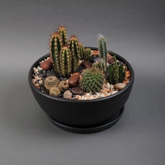 Флорариум из суккулентов №21