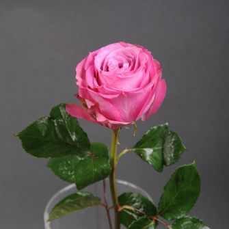 Троянда Квінс Краун