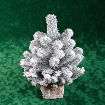 Ялинка блакитна Аляска засніжена 47см