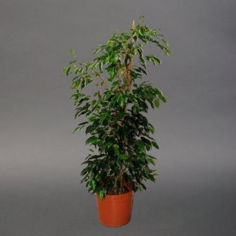 Фікус Даніель