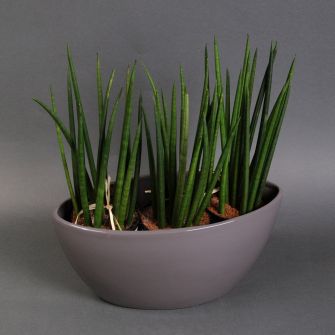 Сансевиерию в сером кашпо челнок