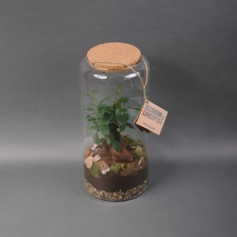 Composition terrarium "Amazon Forests"