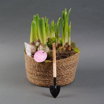 Луковичные цветы микс голл. d21 композиция