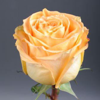 Троянда Кемел