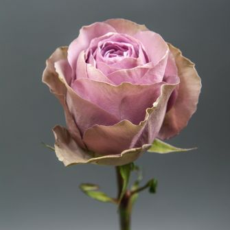 Троянда Тіара