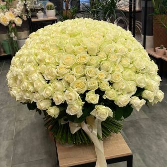 Букет із 301 троянди Аваланч