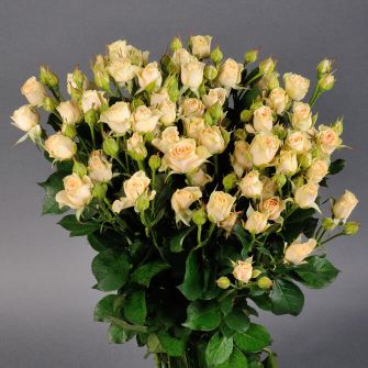 Троянда Олена спрей