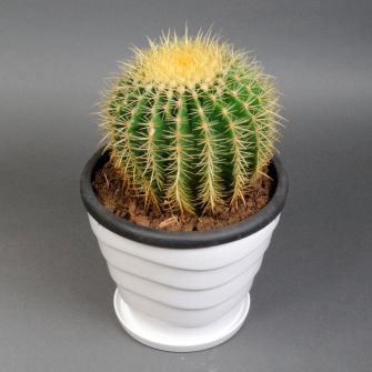 Кактус в кашпо