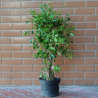 Фикус Beng Andrey