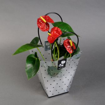 Антуріум у подарунковому пакеті
