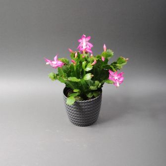 Шлюмбергера в кашпо