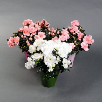 Азалія в кашпо