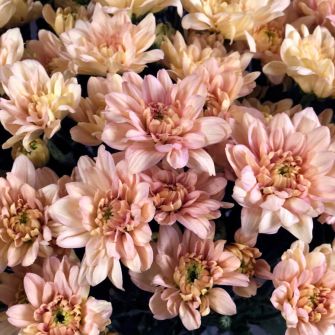 Букет карамельних хризантем