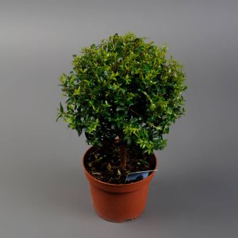 Мирт Коммунис на штамбе (Communis)