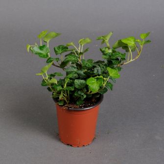 Хедера (плющ)