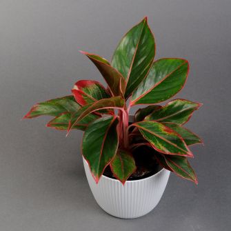 Аглонема в кашпо