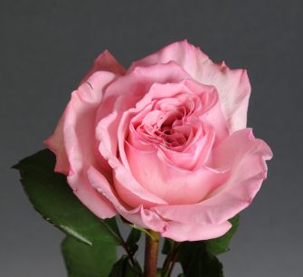 Троянда Пінк Охара