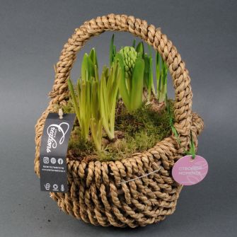 Луковичные цветы микс голл. в корзинке d30