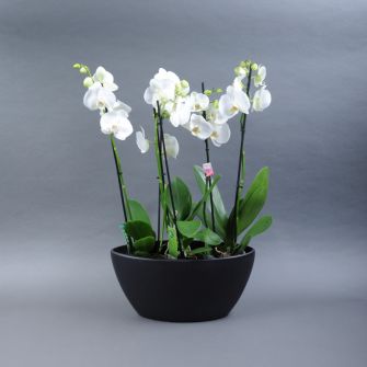 Білі орхідеї у чорному кашпо