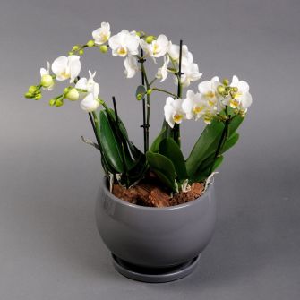 Міні орхідея мікс в кашпо