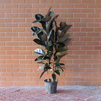 Ficus Gemengd