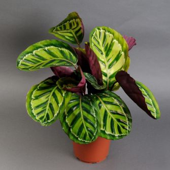 Калатея висотою 75 см
