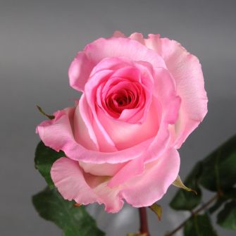 Троянда Мандала