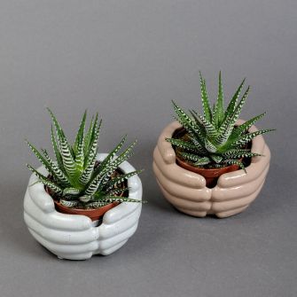 Хавортия 20см в кашпо ладошки