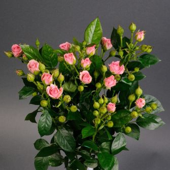 Троянда Грація спрей