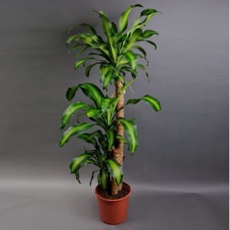 Драцена Фрагранс