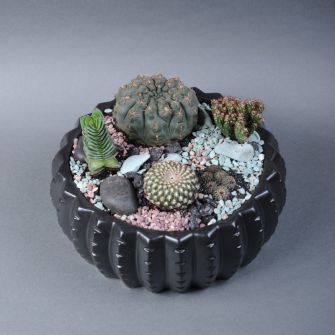 Флораріум із сукулентів №3