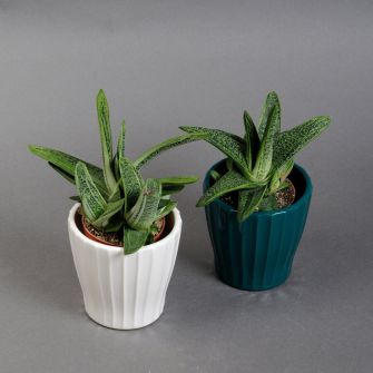 Хавортия 20см в кашпо