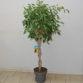 Фикус Exotika Gevlochten