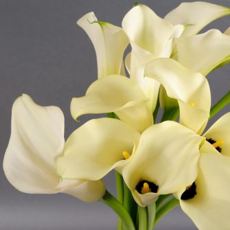 Bouquet of white callas