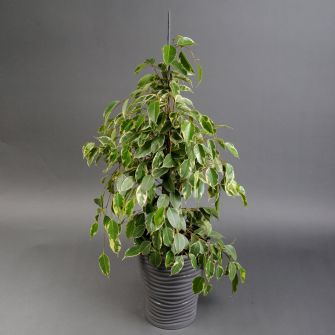 Фікус Голден Кінг