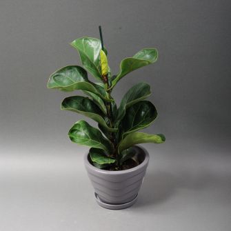 Фикус Лирата Бамбино в ассортименте