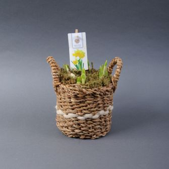 Composition "Daffodils in a Pot"