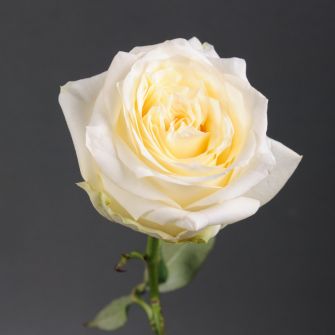 Троянда Кендлайт