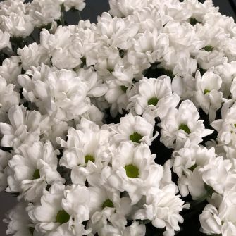 Букет білих хризантем