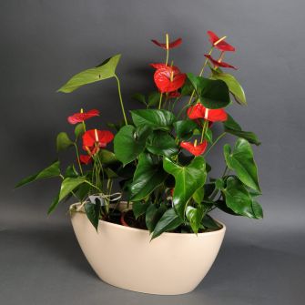 Антуриум в кашпо лодка