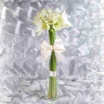 Bouquet of white amaryllis