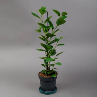 Фикус Мокламе (Moclame)