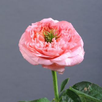 Троянда Мандарин Експрешн